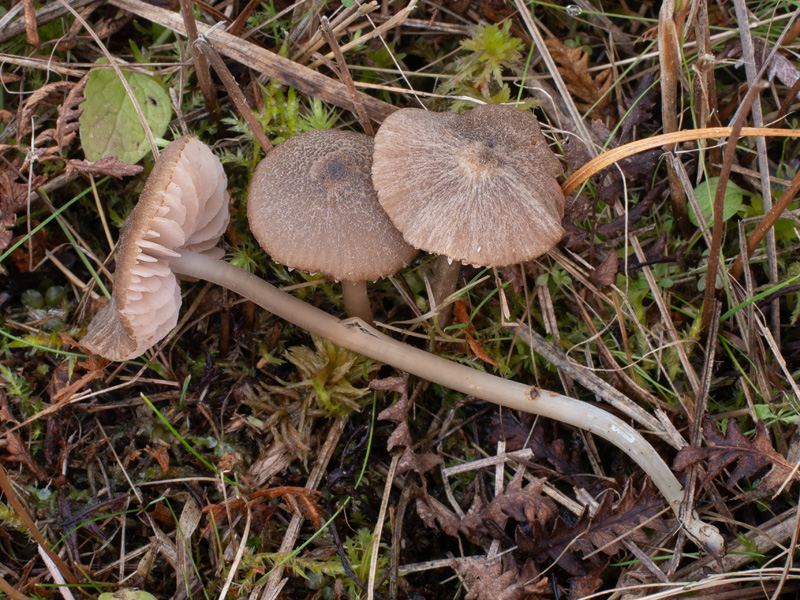 Entoloma subcuboideum